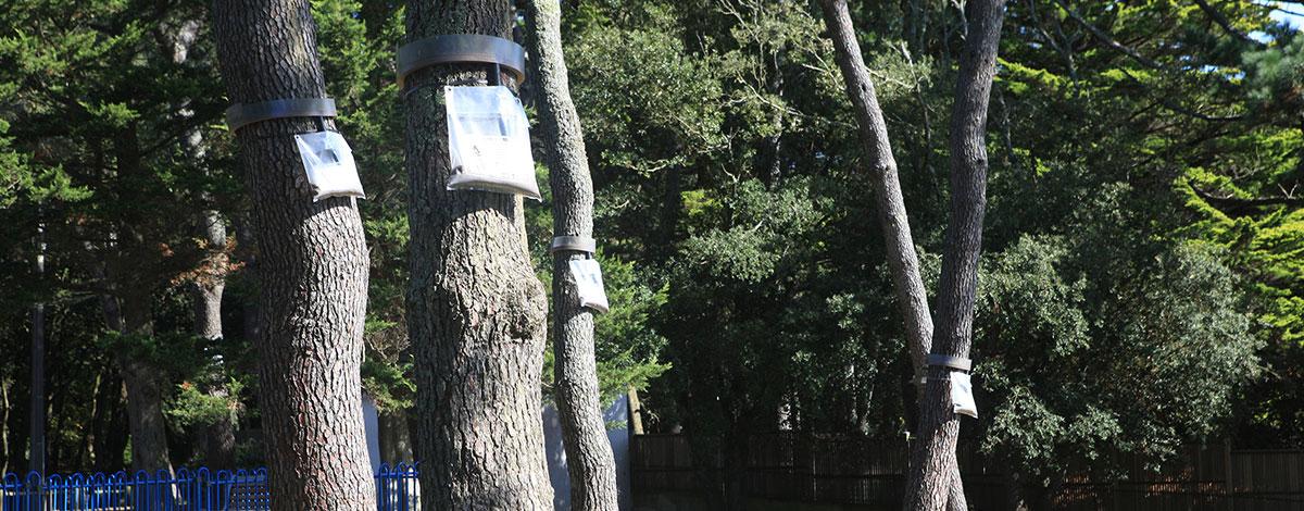 Piège à chenilles processionnaires - Au jardin, forum de jardinage