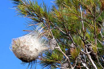 Chenille processionnaire du pin : c’est le moment d’agir !